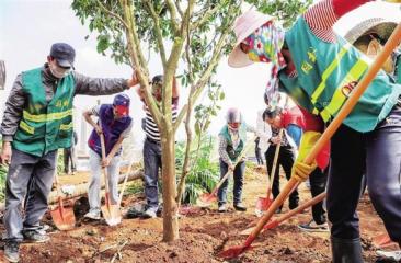 苗木配送及養(yǎng)護、施工現(xiàn)場